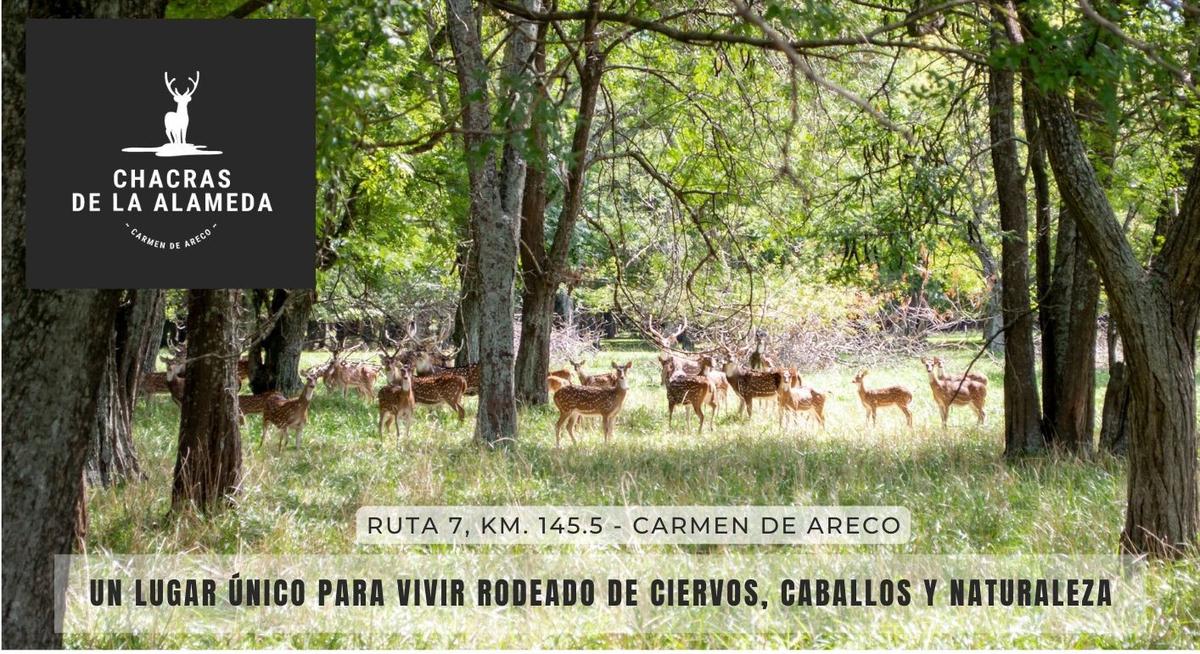 Terreno - Venta - Chacras de la Alameda - Carmen De Areco