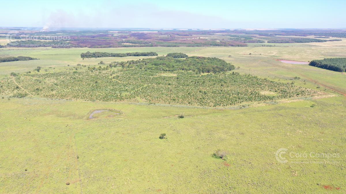 Se vende Campo  en Gobernador Virasoro Corrientes. 478 hectáreas. Tierra colorada.